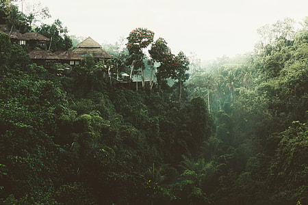 brown house surrounded by trees thumbnail