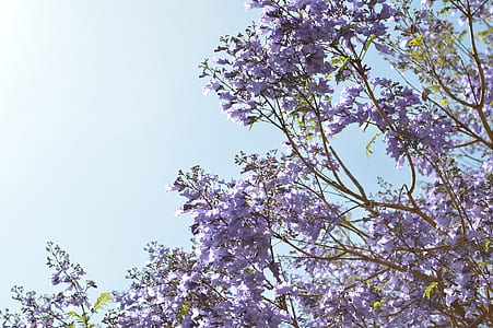 purple petaled flowers thumbnail