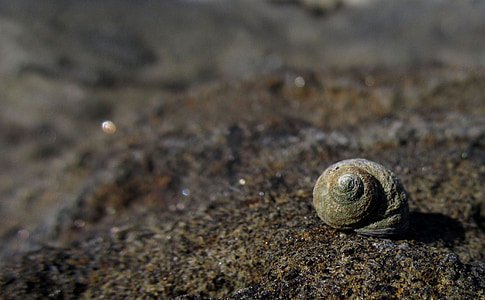 brown hermit crab shell on soil thumbnail
