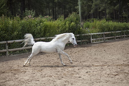 white horse beside wooden fence during daytime thumbnail