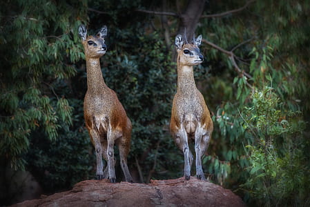 two brown doe thumbnail