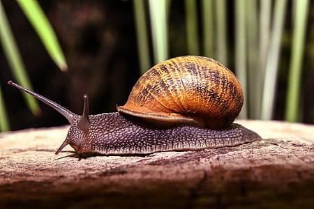tilt shift lens photography of snail on gray stone thumbnail