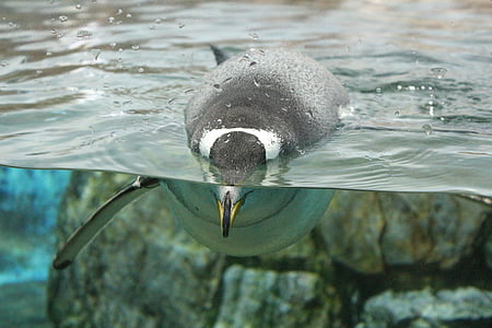 white and black penguin swimming on body of water thumbnail