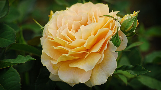 closeup photography of yellow rose flower thumbnail