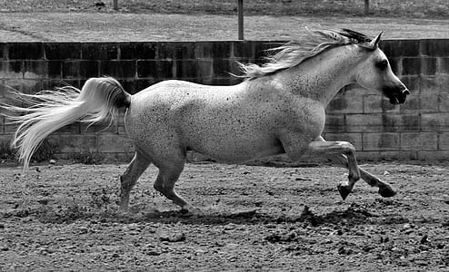 grayscale photo of horse thumbnail