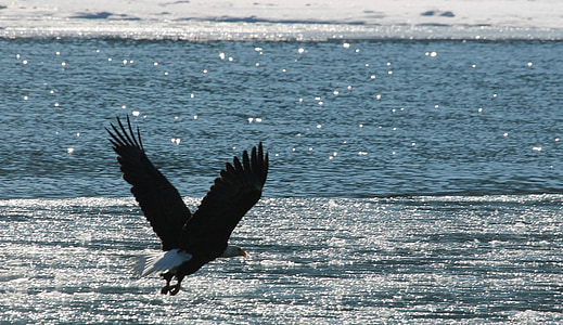 eagle flying on the sky thumbnail