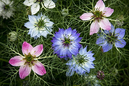 assorted-color flowers in selective focus photoghraphy thumbnail