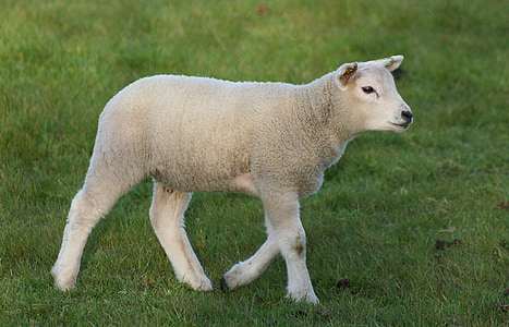 white sheep thumbnail