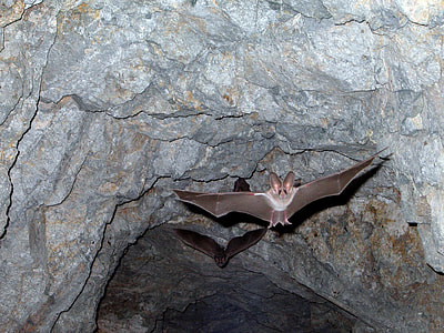 white and black bat flying on cave thumbnail