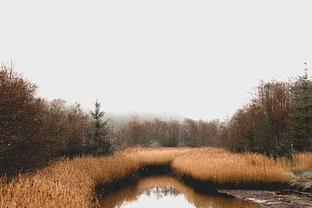 dried grass with pond thumbnail