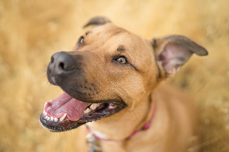 adult fawn American pit bull terrier thumbnail