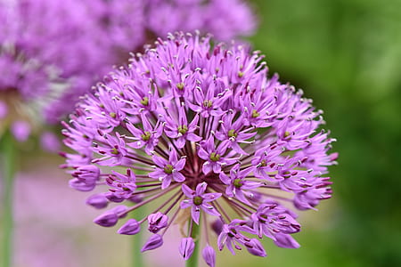 close-up photo of purple allium flower in bloom thumbnail
