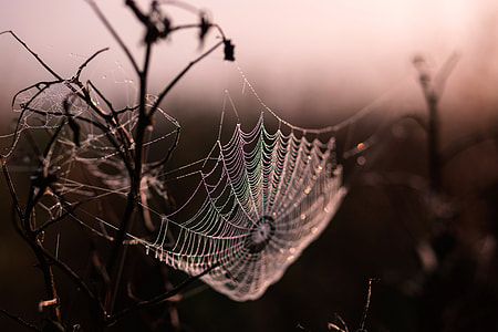 Suspended Spider Web thumbnail