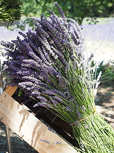 shallow focus photography of purple flowers thumbnail