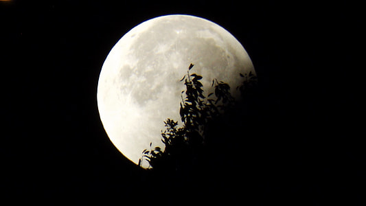 silhouette photo of trees during full moon thumbnail