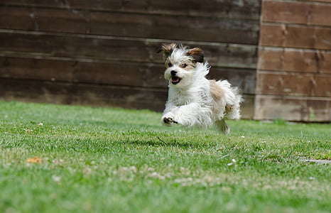 adult white and brown shih tzu running outdoor thumbnail