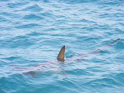 dolphin under body of water thumbnail