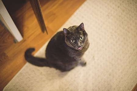 shallow focus photography of short-coated black cat sitting on white textile thumbnail