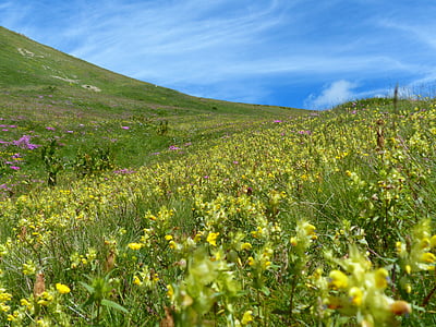 garden of yellow petaled flower thumbnail