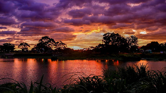 silhouette photography of trees near body of water thumbnail