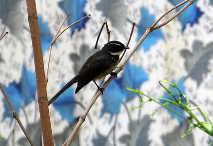 White-Throated Fantail Flycatcher thumbnail