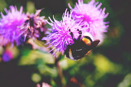 flowers, animal, colorful, colourful thumbnail