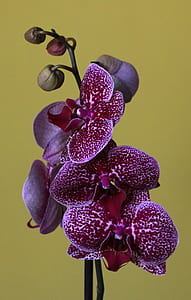 close-up photography of red moth orchids thumbnail