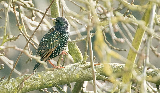 black and gray bird on tree thumbnail