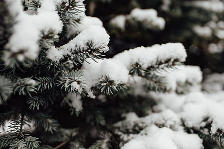tree with snow thumbnail