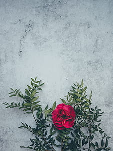 pink flower with green leaves on gray concrete surface thumbnail