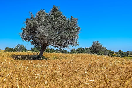 gray leafed tree surrounded by wheat field thumbnail