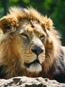 lion thumbnail