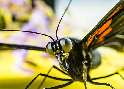 macro photography of butterfly thumbnail