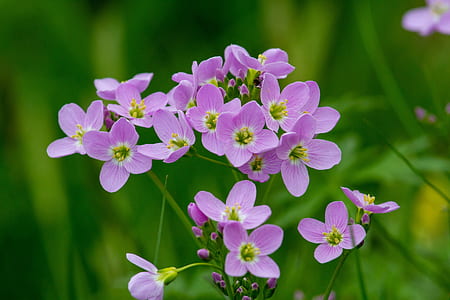 tilt photography purple petaled flower thumbnail