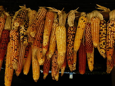 Lots of sweet corn thumbnail