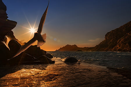 bird flying near the seashore thumbnail