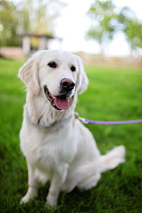 animal, dog, pet, eyes thumbnail