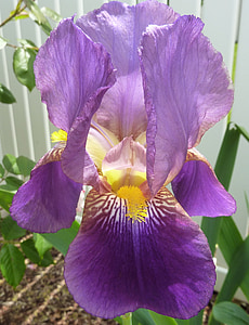 purple iris flower blooming at daytime thumbnail