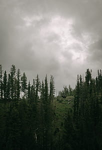 forest view under cloudy sky during daytime thumbnail