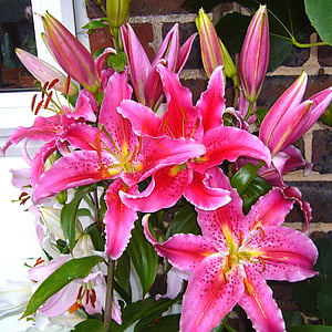 close-up photography of pink petaled flowers thumbnail