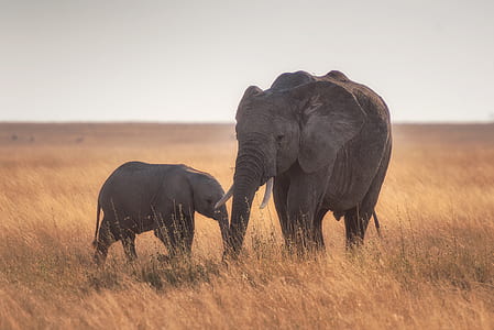 elephant and baby elephant standing during daytime thumbnail