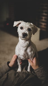 adult white Maltese on focus photo thumbnail