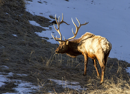 deer standing beside snow capped field at daytime thumbnail