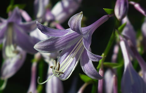selective focus photography of purple lily thumbnail