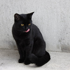 black cat thumbnail