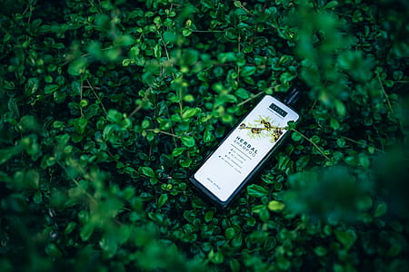 Herbal Shampoo Bottle On Green Vines thumbnail