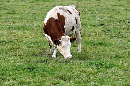 white and brown cow on green grasses thumbnail