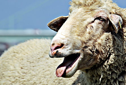 closeup photo of white sheep thumbnail