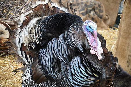 multicolored turkey thumbnail
