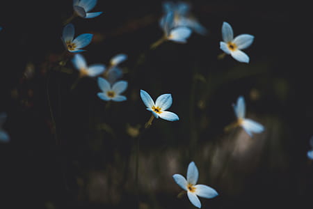 shallow focus photography of white orhids thumbnail